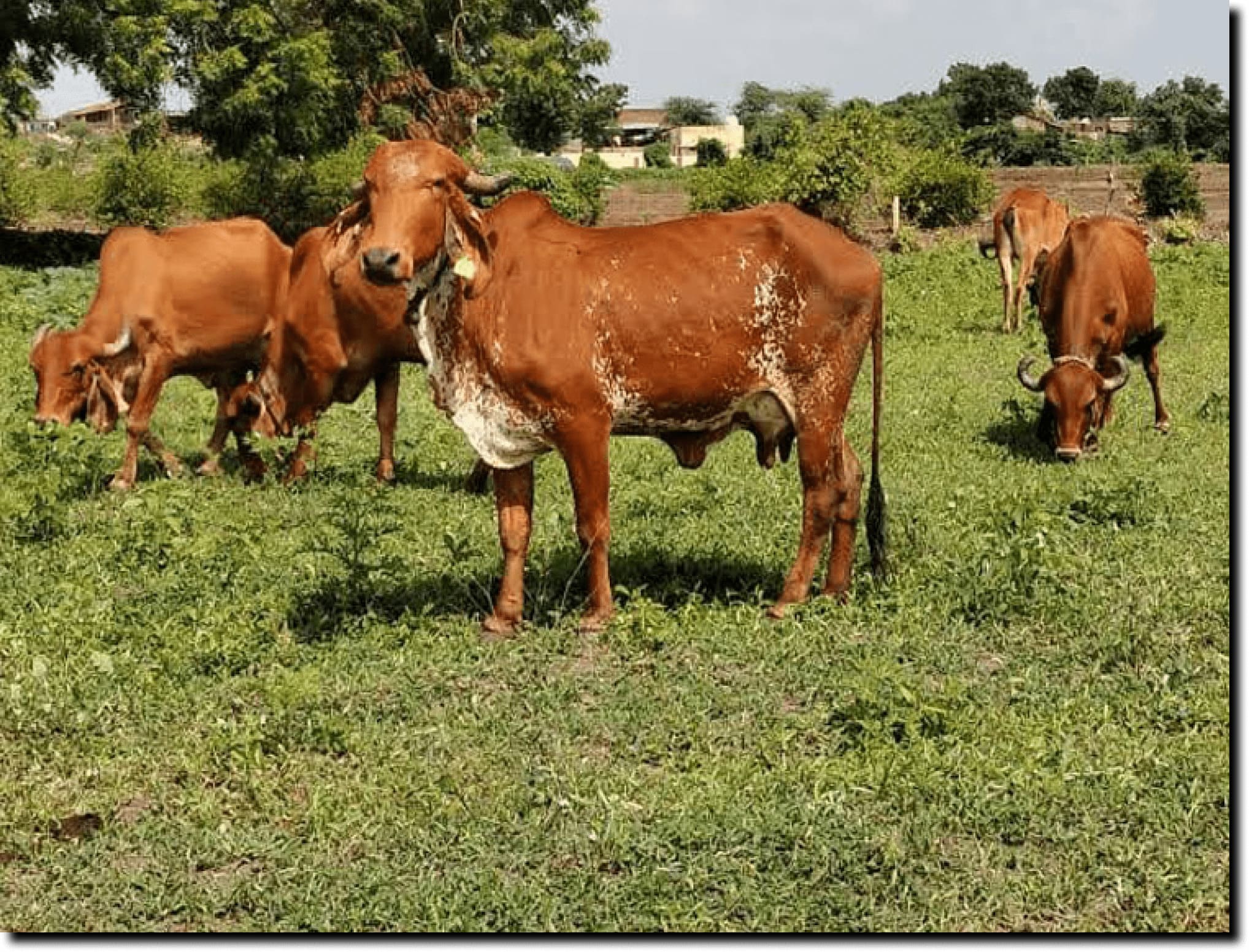 Gir Cow